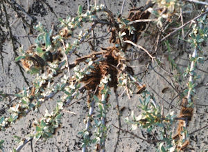 Caterpillars on a bush near the dunes